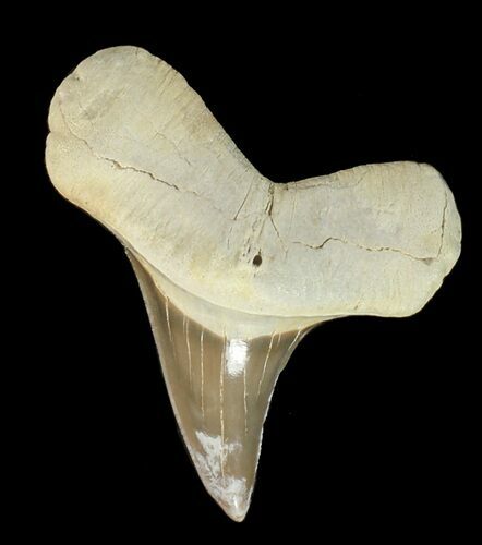 Cretaceous Cretoxyrhina Shark Tooth - Kansas #42949